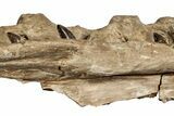 Fossil Mosasaur (Tylosaurus) Jaw - Kansas #197476-4